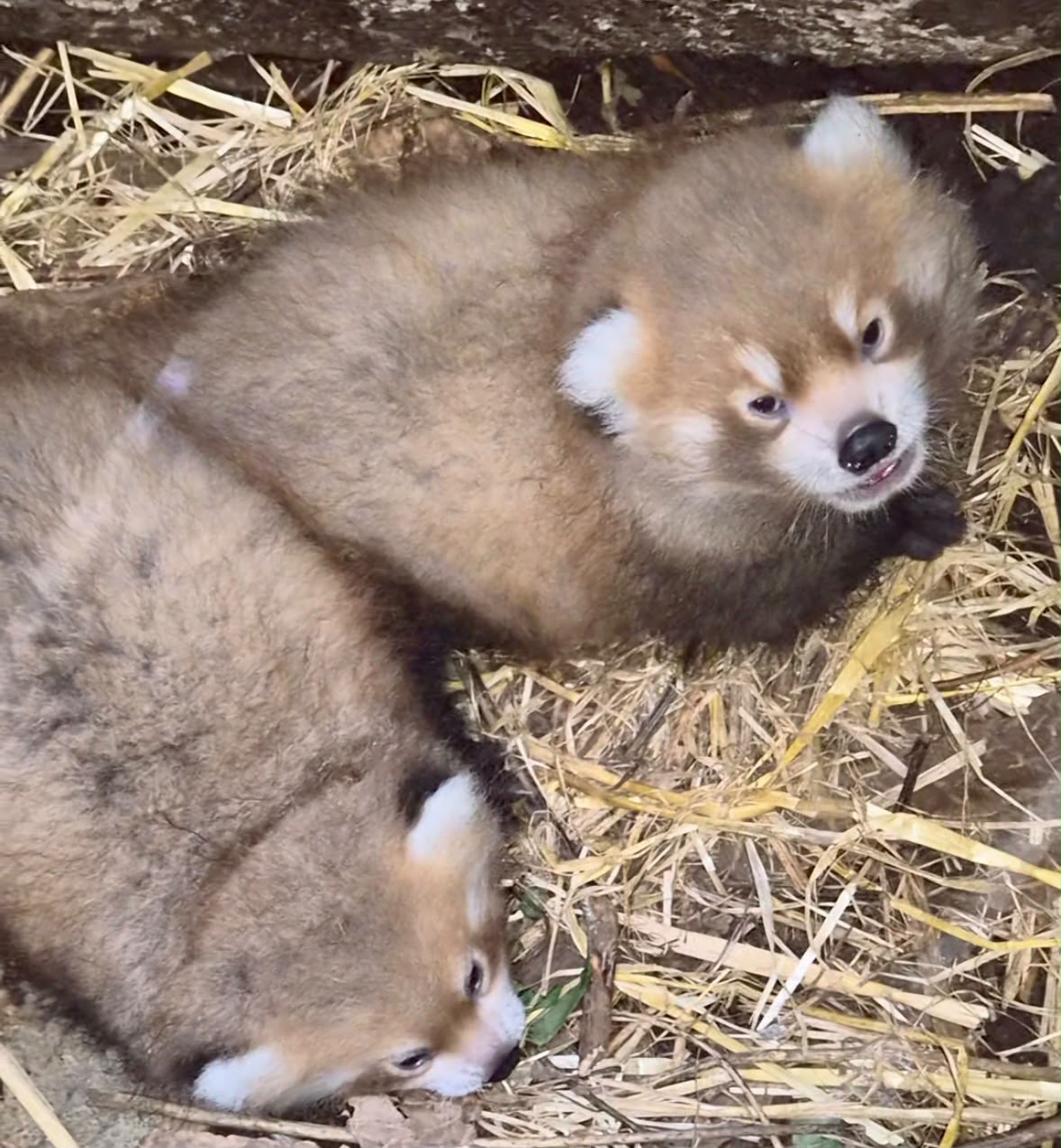 Zoo de Champrepus - Naissance de deux Pandas roux au zoo de Champrépus (Normandie – Manche – 50)