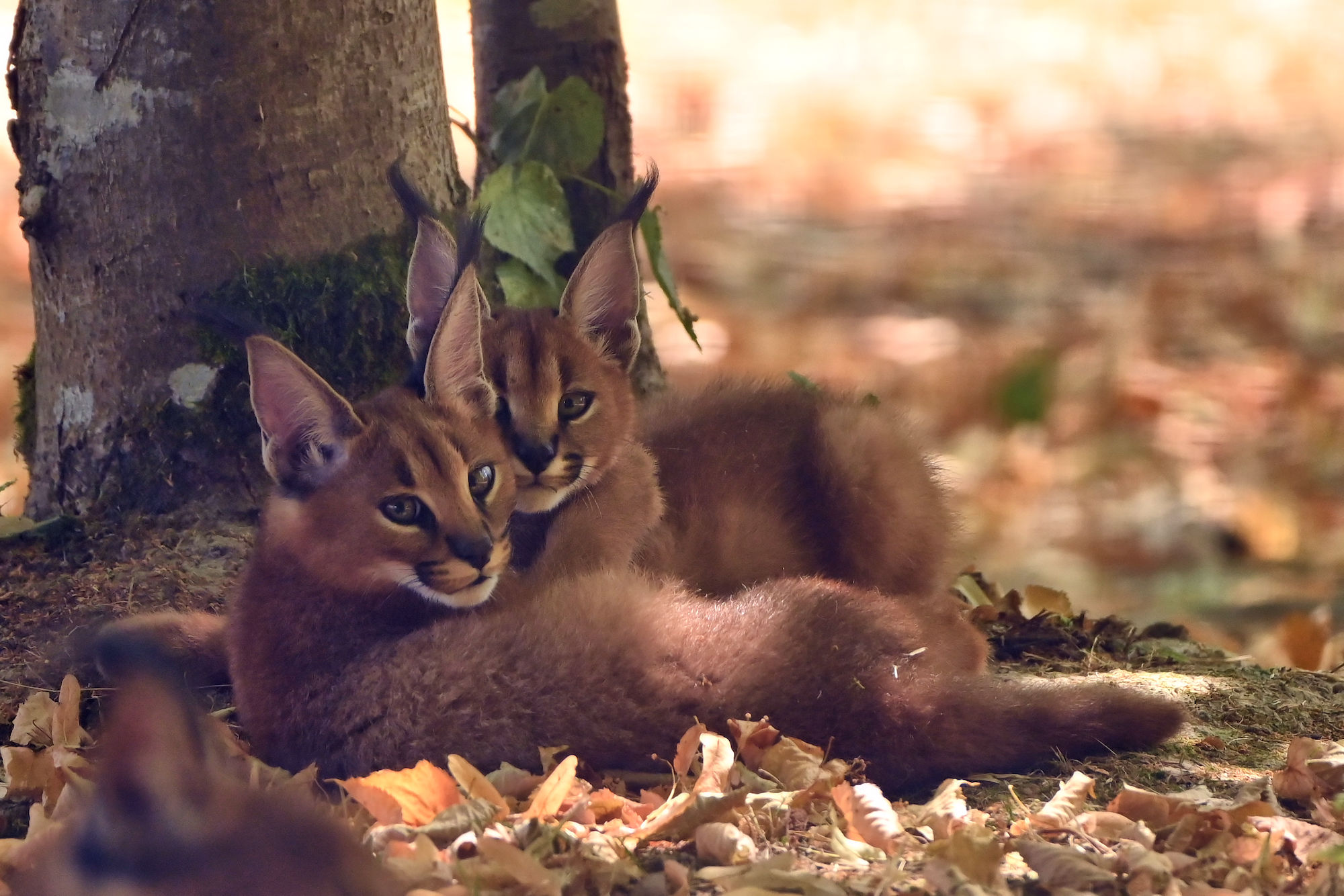 Zoo Lumigny Safari - Naissance de deux bébés Caracals