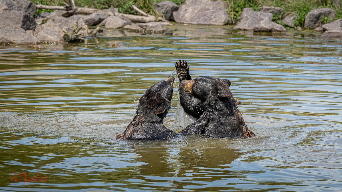 Parc animalier de Sainte-Croix - Le Parc Animalier de Sainte-Croix  déploie son dispositif pour lutter  contre les fortes chaleurs