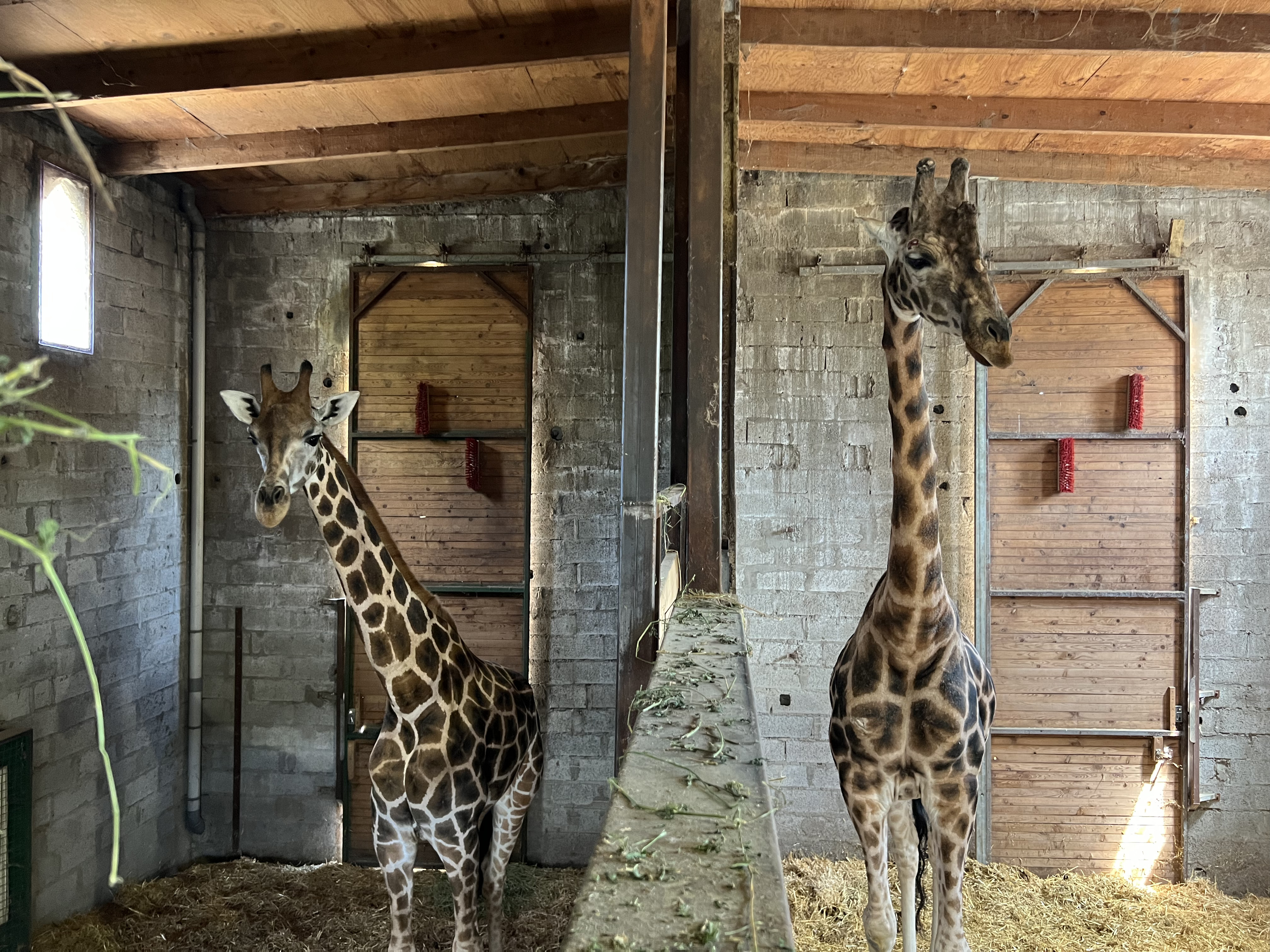 Terres de Natae - Kiano ; girafon de 2 ans est arrivé aux Terres de Nataé