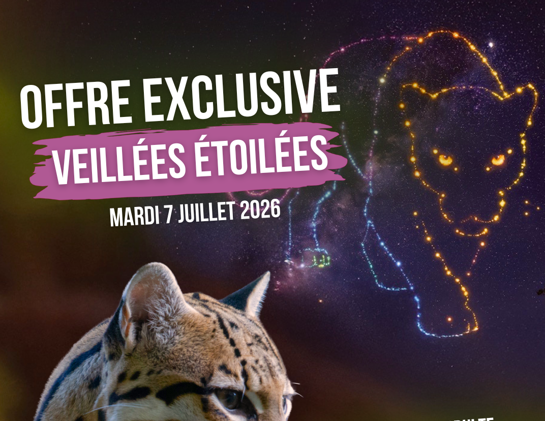 Terres de Natae - Les véillées étoilées sont de retour à Nataé