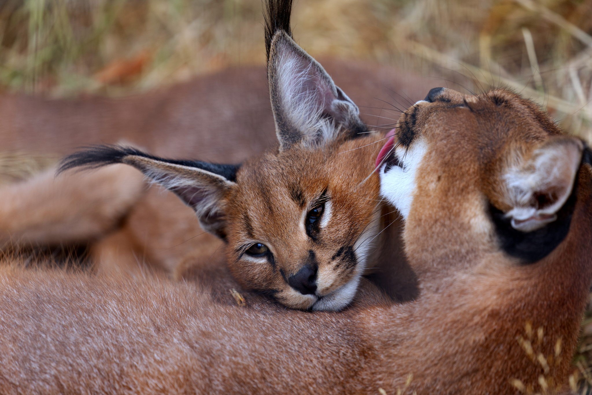 Zoo Lumigny Safari - Naissance de deux bébés Caracals