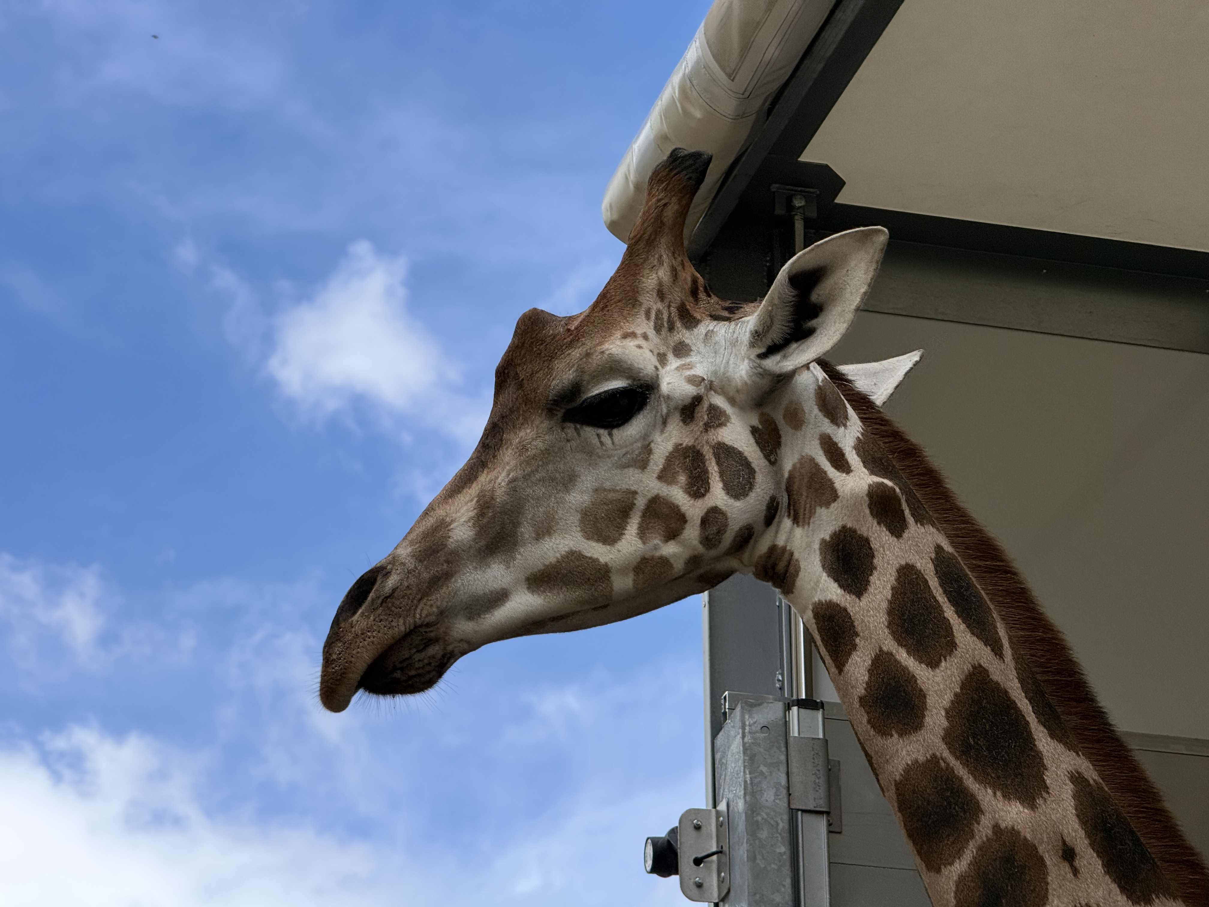 Terres de Natae - Kiano ; girafon de 2 ans est arrivé aux Terres de Nataé