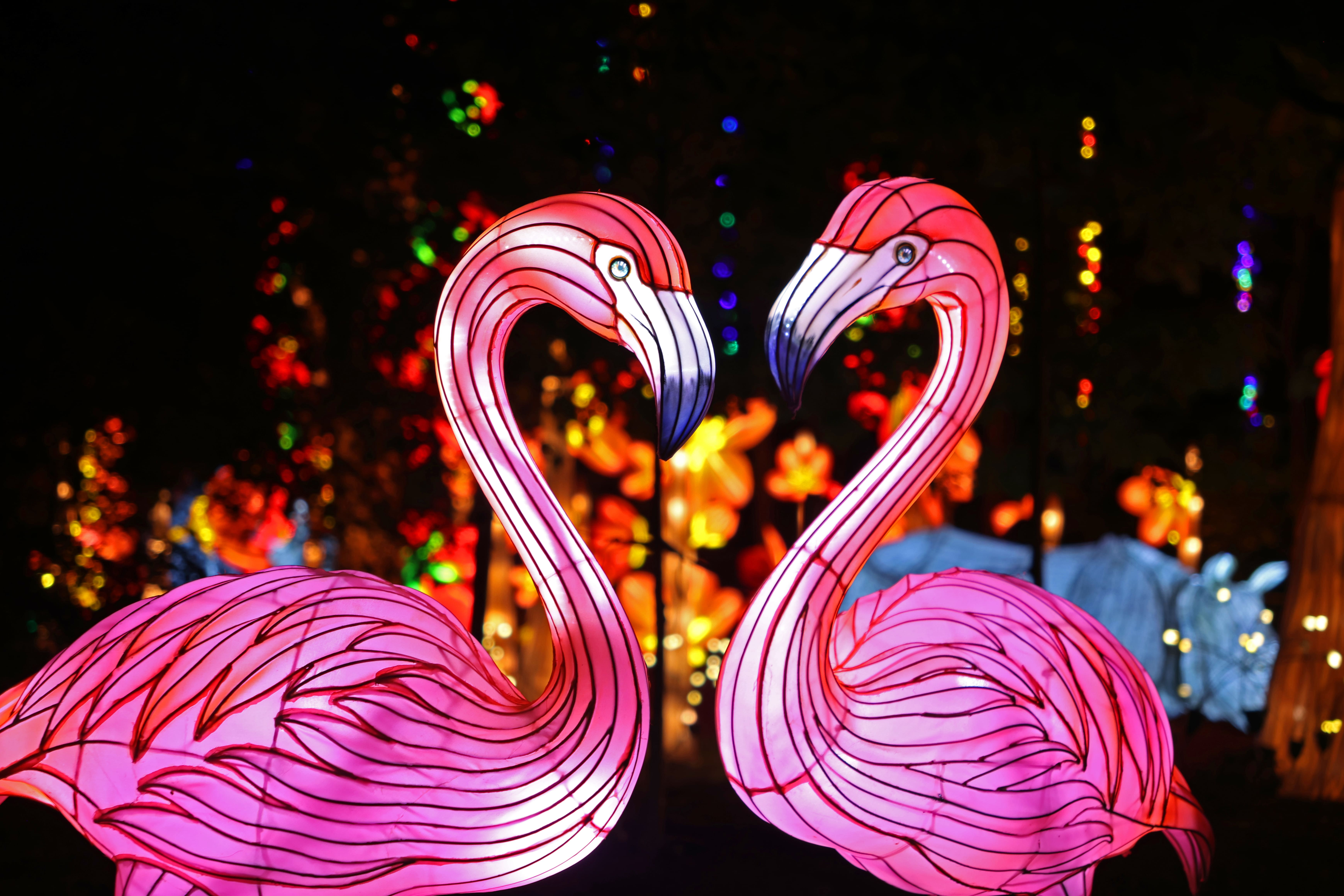 Zoo de la Barben - Le festival des Lumières au parc animalier de la Barben